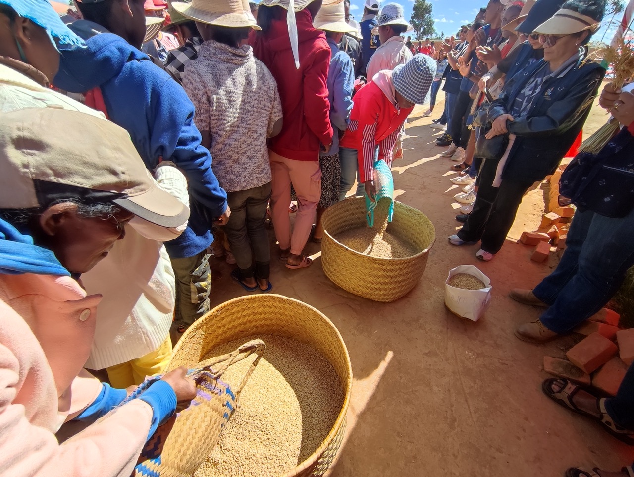 Fête de la moisson : remise des gerbes de riz aux autorités et responsables d'AMADEA