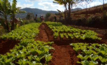 Potager vallée Bio